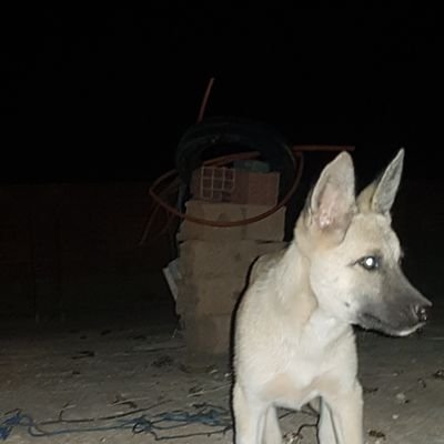 ElkhaouaMohame3's profile picture. 