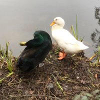 Duck(@CPTSDduck) 's Twitter Profile Photo
