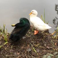 Duck (@cptsdduck) 's Twitter Profile