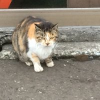 ノミ (@pasutelpaleet) 's Twitter Profile