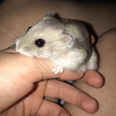 evramai's profile picture. 