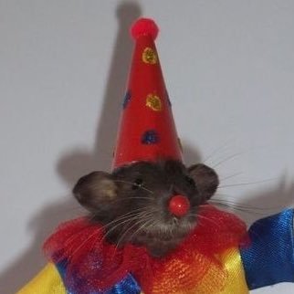 i_see_snails's profile picture. ivy | just a medieval girl in a late capitalist world 📯