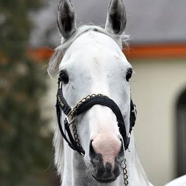 ゴールドシップ可愛い 総帥萌え 中学受験マニア垢 無言フォローすいません Goldshipkawaii Twitter ゴールドシップ可愛い 総帥萌え 中学受験マニア垢 無言フォローすいません Goldshipkawaii Twitter