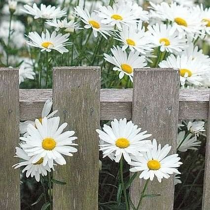 nannybear14's profile picture. 