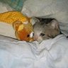 spirallingfairy's profile picture. vent acc