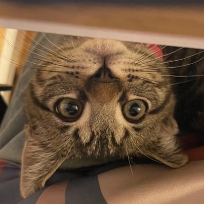 elec_shouさんのプロフィール画像