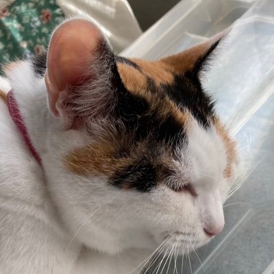te2nyan's profile picture. コペン乗り。motoGPとプロサッカーの試合で実況が騒がしかったりします。制服女子のエロ絵とか好き(エロくなくても好き) ライブにも行ってます→fripSide/南條愛乃/三森すずこ/飯田里穂/内田彩/茅原実里/榊原ゆい/Aqours