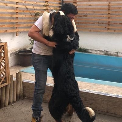 Papá chocho, tengo 2 perros que se portan pésimo... Carne, vino y cerveza 👌🏻
Viajar es lo mejor de la vida ✈
INGECO - MBA 🤓 ahhh y 🦂