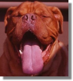 BigDogues's profile picture. 