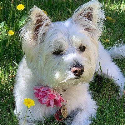 Research nerd. Book worm. Westie Mum. Hiker in training. Loves an organised pantry and a good game of Bananagrams.