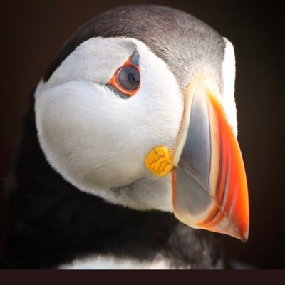 GingerRyland's profile picture. 