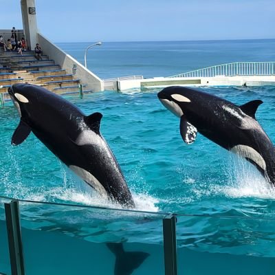 koukishin_kumi's profile picture. 趣味で夢小説「「好奇心」は自分の首を絞める」(https://t.co/NhSqPg7Kcx…)を書いてます。
ここでは日頃の呟きと、ネタのメモやらを呟いてます( ˙꒳​˙ )
皆さんと仲良くなりたいなー(ˊ˘ˋ*)