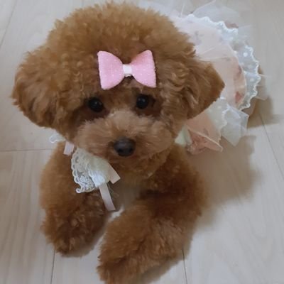 身長155cm🐖
禁煙に成功したものの、体重が45㎏→56㎏に(´・ω・`; )
色んなダイエットをして、リバウンドの繰り返し💦
6月から真面目にダイエットする事に決めました❗
一緒に頑張りましょ⤴️⤴️
ダイエットの悩みの相談のDMめっちゃくるけど、悩みはないので大丈夫です😌
#ダイエット記録 #トイプー日記
