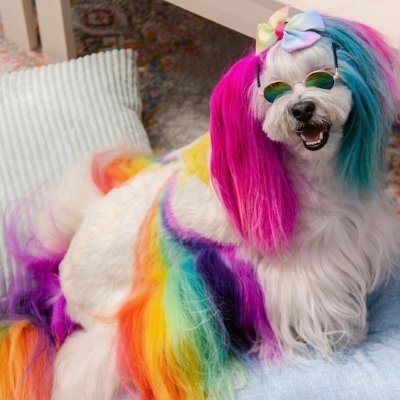 A spunky little rescue pup that's not afraid of anything and I'm damn cute in my rainbow colors from the TV show Pooch Perfect.