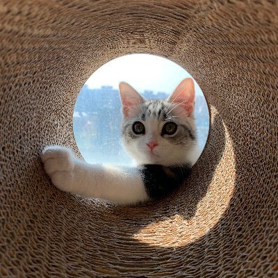 Voidpointer__'s profile picture. 热爱讨论所有硬件架构、OS、编程语言、应用