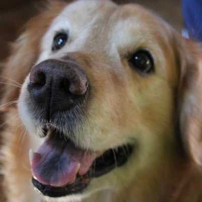 わんこを愛でます🫠💓💓 わんこアカはフォロバします🐕🧡 愛犬は 柴犬17歳(実家) &今は亡きゴールデンレトリバー🤍 夢は自分でわんこを飼うこと。 無言フォロー失礼します🙏