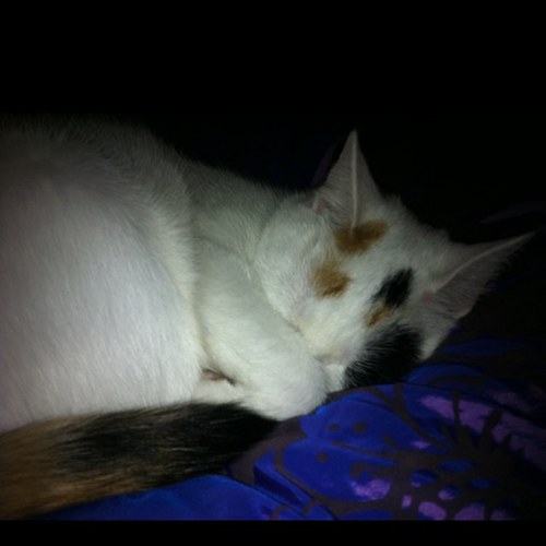 sanneaelfers's profile picture. 