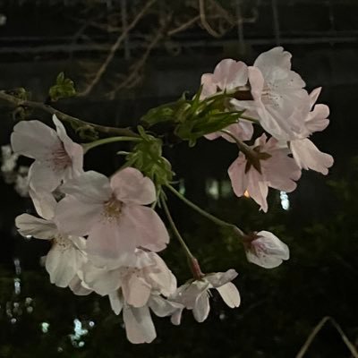 🐺🏢はくしゃさんのプロフィール画像