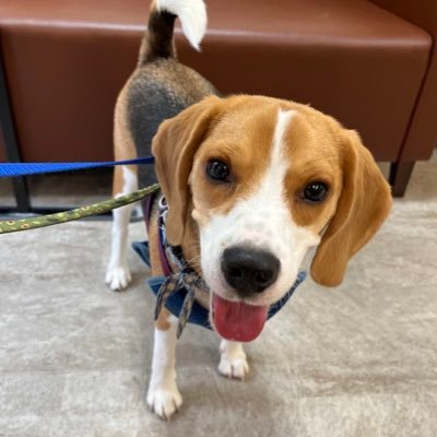 Ballon0906's profile picture. 2021.9.6生まれのビーグルの男の子『バロン』のおかんです。無言フォローすみません🥺