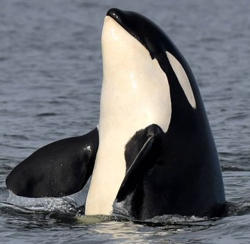 Obsessed with orcas, hence the name
Credit:
L47 Marina: Gary Sutton
L25 Ocean Sun & L124 Whistle: CWR