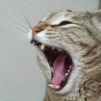 猫屋敷 (@nekoyashiki47) / X
