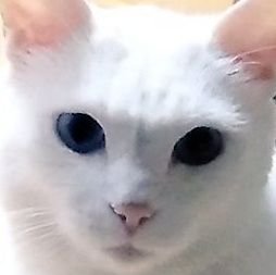 TOM猫さんのプロフィール画像