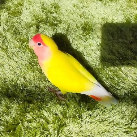 千葉でコザクラインコ探しています！ ルチノーで優しい子です😭時間が経っているので、千葉県外にもいる可能性あるかもしれません。 Twitter初心者なのですが、よろしくお願い致します🙇‍♀️