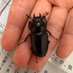 @stag_beetle3