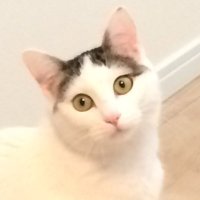 utapote (@utapote) 's Twitter Profile