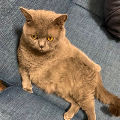 Gajuuu13's profile picture. 