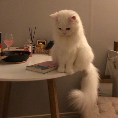 𝒵𝒾𝓃ℯ𝓍𝒾𝓈𝓉 𝒬𝓊ℯℯ𝓃𝓀𝒾𝓉𝓉ℯ𝓃 | 👑🐈‍⬛