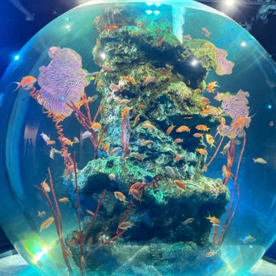 ayane2_0929's profile picture. 社会人もっと楽しみたい🚢