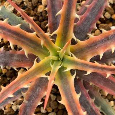 多肉・塊根植物を栽培する傍ら、ミニチュアの制作を趣味で行なっております。気軽にコメント・フォロー等してもらえたら嬉しいです。 また、メルカリにて士魂植栽の名で販売もしています。気になる植物がありましたら、お声がけ、購入していただけたら嬉しいです。