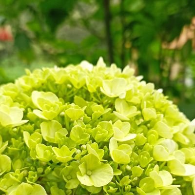 rohmahnurh's profile picture. sang pemimpi 🍃