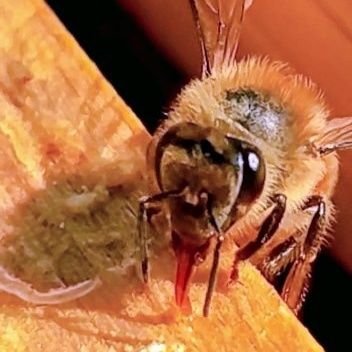 2021年５月~夫婦独学養蜂🐝読み返す為の記録用Tweet🧐目安３年で事業展開できる様に準備。蜂蜜採取中心の養蜂ではなく🍯蜜蜂の育児と世話を中心の見守って誘導する養蜂