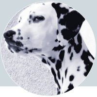 RamalamaKlingelingelingDingdong (@baengboing) 's Twitter Profile