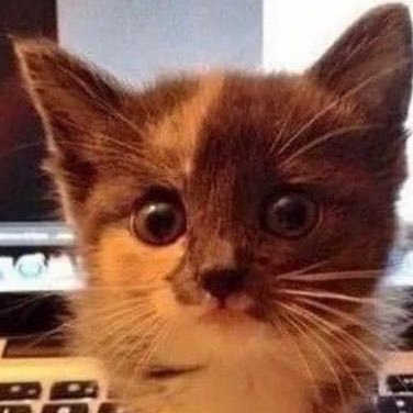 akiyathecat's profile picture. hell yeah