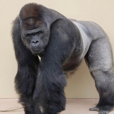 gorilla12yumi14's profile picture. ゴリラ🦍好きのヲタク♀大阪生まれ大阪育ち京都市在住。漫画、ミステリー小説、ノアール小説、アニメ、ドラマ、映画、珈琲、グルメ、動物が大好きな主婦です。