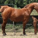 Gayle Schaefer❤️ Memecoin - @Schaefer9Gayle - Twitter