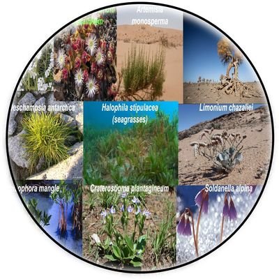 Our lab focuses on molecular mechanisms allowing plants in extreme environments (extremophytes) to survive environmental stresses e.g. drought/heat/salinity