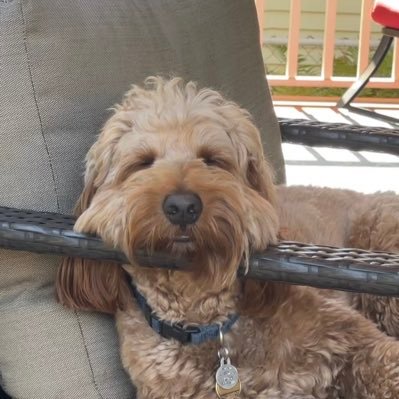 Personal account. Husband, father, mini goldendoodle owner,solar energy advocate, support all MN sport teams. Just here for the good stuff. Views are my own.