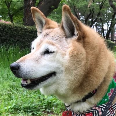 🐕サイケデリックたかし🐈さんのプロフィール画像