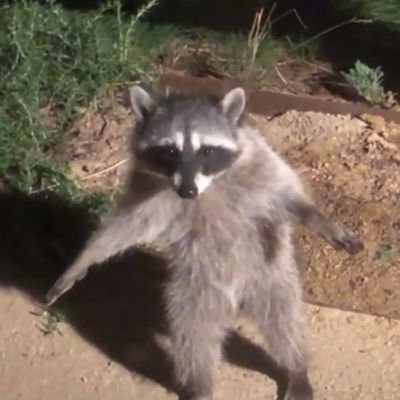 just your average racoon digging for funny memes. vulgar and crude. Loathe the former guy and his trumptards. Other than that, I just shitpost ...#resist, #blm