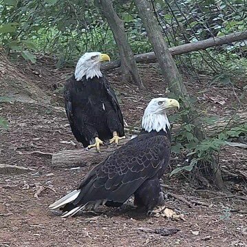 Home of Eagle Mountain Sanctuary, the largest exhibit of non-releasable Bald Eagles in the US.