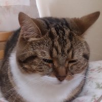 くうたろう (@hiyoppyi) 's Twitter Profile Photo くうたろう (@hiyoppyi) 's Twitter Profile Photo