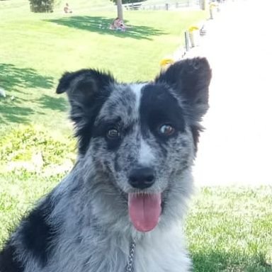 Zorel354285's profile picture. 