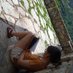 Larualaural (@larualaural) Twitter profile photo