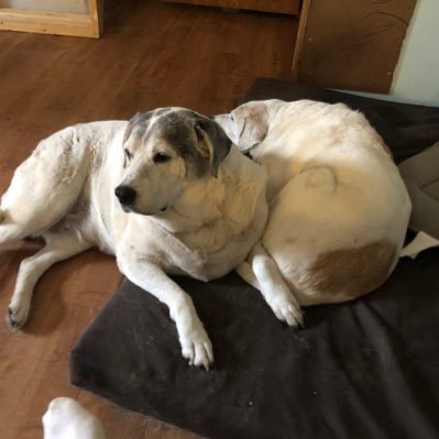 DickieEddie's profile picture. Old timer with numerous surgeries