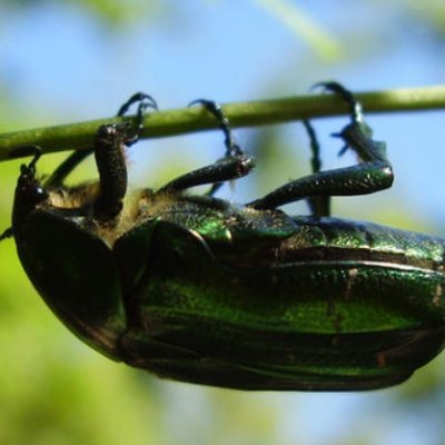 VentularS's profile picture. Random Person, playing games, watching streams, cheering on e-sports teams & players from distance of social anxiety