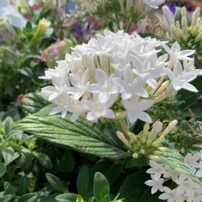 kibitaki15's profile picture. 黄色担当で野鳥好き/snsに未だ慣れない